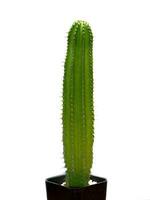 proche en haut de vert grand cactus plante. photo