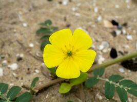 proche en haut le Jaune fleur de les diables épine sur brouiller le sable Contexte. photo