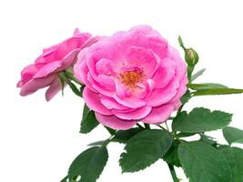 proche en haut rose Rose fleur sur blanc Contexte. photo