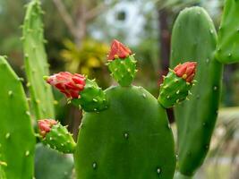 proche en haut épanouissement cactus fleur sur arbre avec brouiller Contexte. photo