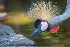 africain huppé grue sur foncé Contexte. exotique oiseau avec pelote à épingles plumes et allongé cou. couronné gris oiseau dans la nature. photo