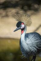 africain huppé grue sur foncé Contexte. exotique oiseau avec pelote à épingles plumes et allongé cou. couronné gris oiseau dans la nature. photo