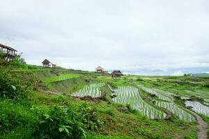 local cabane et chez l'habitant village sur en terrasse paddy riz des champs sur Montagne dans le campagne, chiangmai Province de Thaïlande. Voyage dans verdure tropical pluvieux saison concept photo
