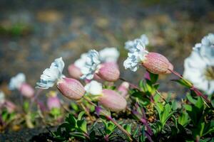 fleurs et les plantes de Islande silène uniflore, communément connu comme mer campion, partie de le rose famille caryophyllacées, une herbacé vivace plante. photo
