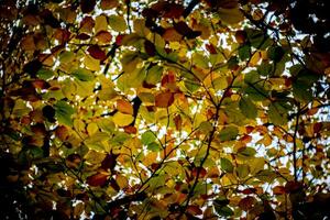 en dessous de le luxuriant l'automne feuillage avec en changeant feuille couleurs photo