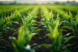 ai généré Lignes de Jeune blé les plantes croissance sur le champ. génératif ai photo