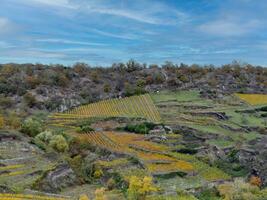 l'automne couleurs sur raide reisling vignobles photo