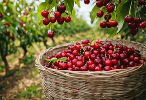 ai généré l'été prime une Cerise cueillette aventure photo