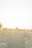 champ de tournesols au coucher du soleil, fond de nature photo