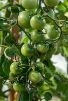 une lot de vert tomates sur une buisson dans une serre photo