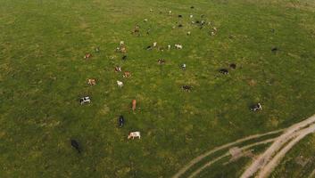 vaches dans le champ photo