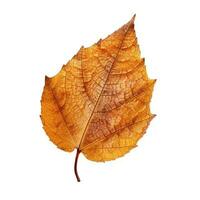 ai généré Célibataire printemps l'automne érable feuille avec blanc Contexte établi avec génératif ai photo