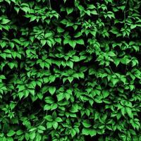 les feuilles d'une plante s'enroulent sur le mur. fond de feuille verte photo