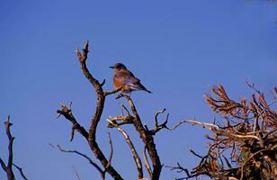 occidental oiseau bleu Masculin photo