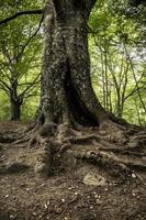 vieil arbre avec des racines