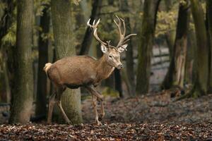 portrait de rouge cerf dans zoo photo