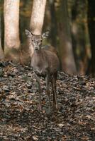 portrait de rouge cerf dans zoo photo