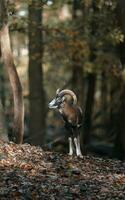 portrait de mouflon dans zoo photo