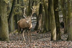 portrait de rouge cerf dans zoo photo