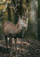 portrait de rouge cerf dans zoo photo