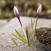 crocus de printemps dans la neige photo