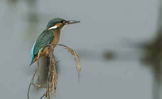 oiseau la photographie, oiseau image, plus magnifique oiseau la photographie, la nature la photographie photo