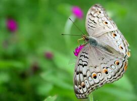 magnifique papillon sur fleur, magnifique papillon, papillon la photographie photo