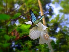 magnifique papillon sur fleur, magnifique papillon, papillon la photographie photo