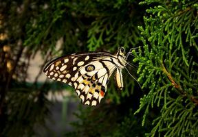 magnifique papillon sur fleur, magnifique papillon, papillon la photographie photo