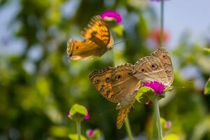 magnifique papillon sur fleur, magnifique papillon, papillon la photographie photo