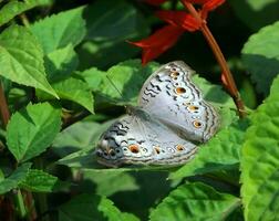 magnifique papillon sur fleur, magnifique papillon, papillon la photographie photo