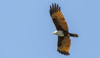 oiseau la photographie, oiseau image, plus magnifique oiseau la photographie, la nature la photographie photo