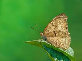 magnifique papillon sur fleur, magnifique papillon, papillon la photographie photo