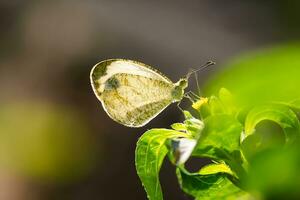 magnifique papillon sur fleur, magnifique papillon, papillon la photographie photo