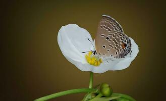 magnifique papillon sur fleur, magnifique papillon, papillon la photographie photo