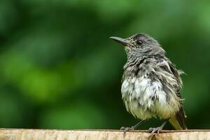 oiseau la photographie, oiseau image, plus magnifique oiseau la photographie, la nature la photographie photo