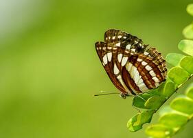 magnifique papillon sur fleur, magnifique papillon, papillon la photographie photo