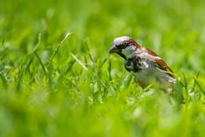 oiseau la photographie, oiseau image, plus magnifique oiseau la photographie, la nature la photographie photo