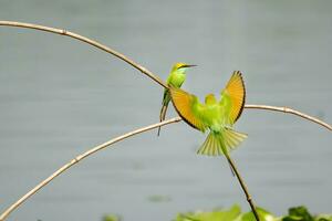 oiseau la photographie, oiseau image, plus magnifique oiseau la photographie, la nature la photographie photo