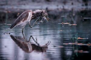 oiseau la photographie, oiseau image, plus magnifique oiseau la photographie, la nature la photographie photo