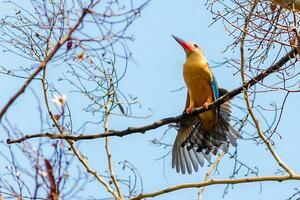 oiseau la photographie, oiseau image, plus magnifique oiseau la photographie, la nature la photographie photo