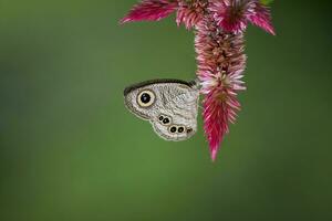 monarque, magnifique papillon la photographie, magnifique papillon sur fleur, macro la photographie, gratuit photo