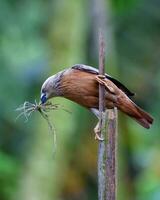 oiseau la photographie, oiseau image, plus magnifique oiseau la photographie, la nature la photographie photo