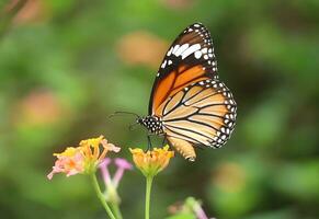 monarque, magnifique papillon la photographie, magnifique papillon sur fleur, macro la photographie, gratuit photo