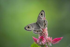 monarque, magnifique papillon la photographie, magnifique papillon sur fleur, macro la photographie, gratuit photo