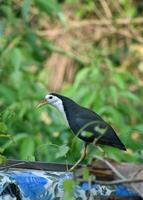 oiseau la photographie, oiseau image, plus magnifique oiseau la photographie, la nature la photographie photo