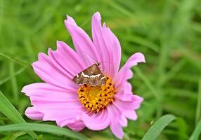 monarque, magnifique papillon la photographie, magnifique papillon sur fleur, macro la photographie, gratuit photo