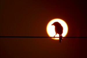 oiseau photographie, oiseau des photos, la plupart magnifique oiseau la photographie, la nature la photographie photo