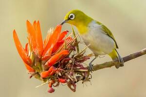 oiseau photographie, oiseau des photos, la plupart magnifique oiseau la photographie, la nature la photographie photo