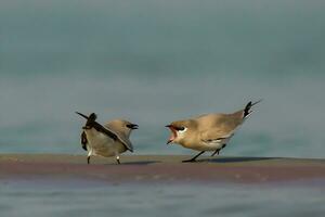 oiseau photographie, oiseau des photos, la plupart magnifique oiseau la photographie, la nature la photographie photo